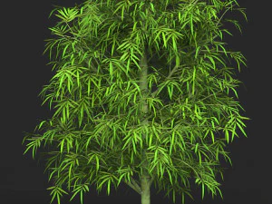 Realistic Game Ready Bamboo Tree 09 3D Model