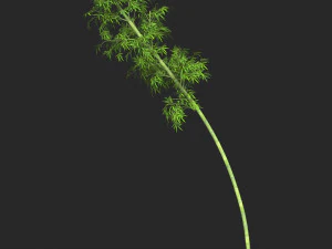 &Aacute;rvore de bambu realista pronta para jogo 10 Modelo 3D