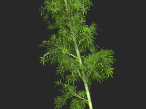 Realistic Game Ready Bamboo Tree 10 3D Model