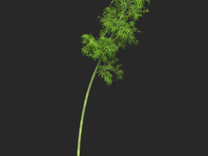 Realistic Game Ready Bamboo Tree 10 3D Model