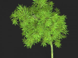 Realistic Game Ready Bamboo Tree 10 3D Model