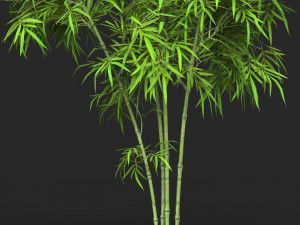 Realistic Game Ready Bamboo Tree 11 Modello 3D