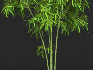 Realistic Game Ready Bamboo Tree 11 3D Model