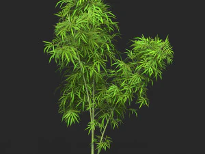 Realistic Game Ready Bamboo Tree 11 3D Model
