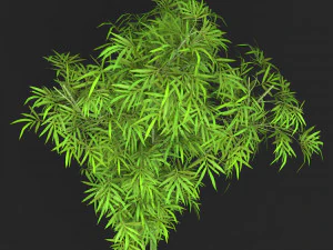 Realistic Game Ready Bamboo Tree 11 3D Model