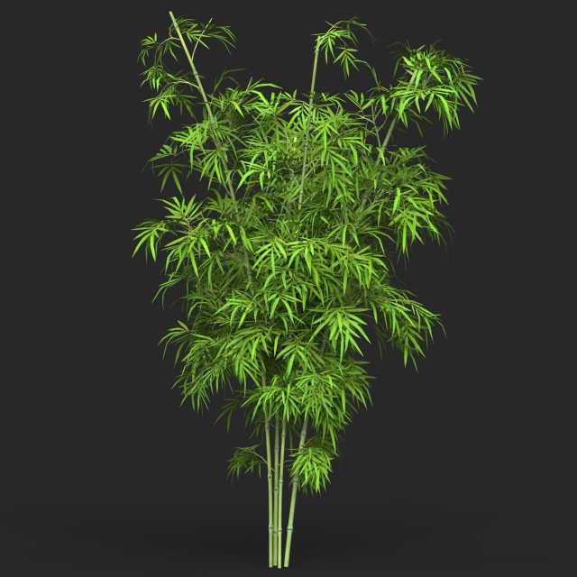 Realistic Game Ready Bamboo Tree 12 Model 3D .c4d .max .obj .3ds .fbx .stl .blend 