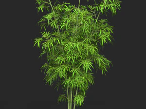 Готова до реалістичної гри Bamboo Tree 12 3D Модель