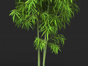 Realistic Game Ready Bamboo Tree 12 Model 3D