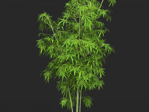 Realistic Game Ready Bamboo Tree 12 Model 3D