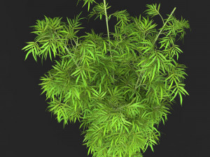 Realistic Game Ready Bamboo Tree 12 Model 3D