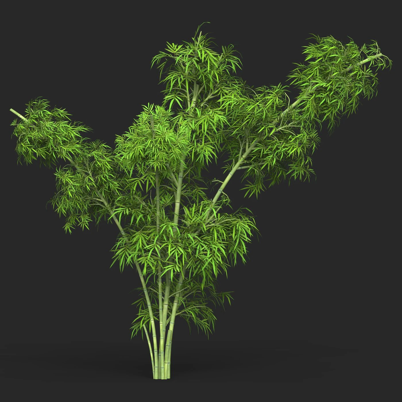 Realistic Game Ready Bamboo Tree 13 3D Model .c4d .max .obj .3ds .fbx .stl .blend 