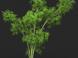 Realistic Game Ready Bamboo Tree 13 Modello 3D