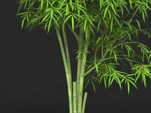 Realistic Game Ready Bamboo Tree 13 3D Model