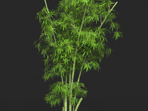 Realistic Game Ready Bamboo Tree 14 3D Model