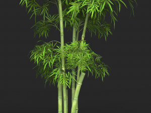 Realistic Game Ready Bamboo Tree 14 3D Model