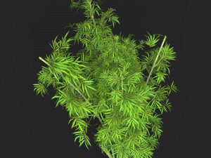 Realistic Game Ready Bamboo Tree 14 3D Model