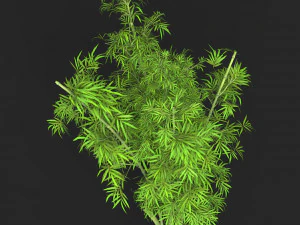 Realistic Game Ready Bamboo Tree 14 3D Model
