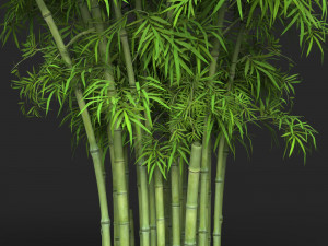 Realistic Game Ready Bamboo Tree 15 3D Модель