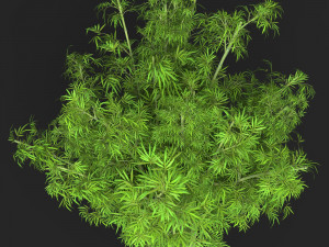 Realistic Game Ready Bamboo Tree 15 3D Модель