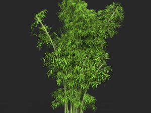 현실적인 게임 준비 대나무 나무 16 3D 모델