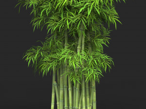 Realistic Game Ready Bamboo Tree 16 Modelo 3D