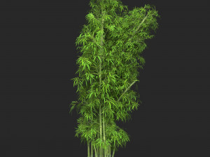Realistic Game Ready Bamboo Tree 16 Modelo 3D