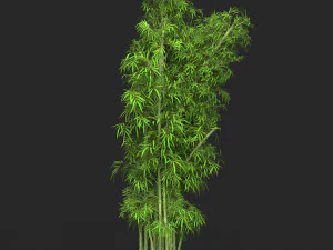 Realistic Game Ready Bamboo Tree 16 3D Model