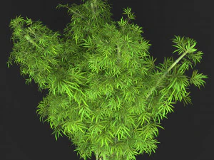 Realistic Game Ready Bamboo Tree 16 3D Model
