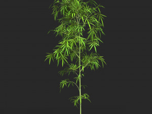 Realistic Game Ready Bamboo Tree Collection 3D Модель