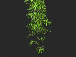 Realistic Game Ready Bamboo Tree Collection 3D Model