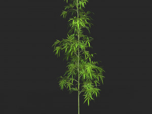 Realistic Game Ready Bamboo Tree Collection 3D Модель