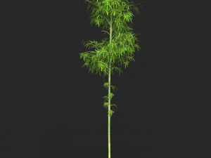 Realistic Game Ready Bamboo Tree Collection 3D Model