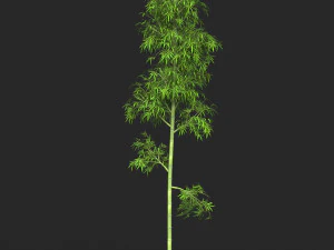 Realistic Game Ready Bamboo Tree Collection 3D Model