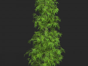 Realistic Game Ready Bamboo Tree Collection 3D Модель