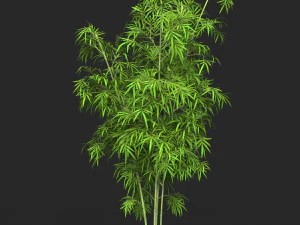 Realistic Game Ready Bamboo Tree Collection 3D Model