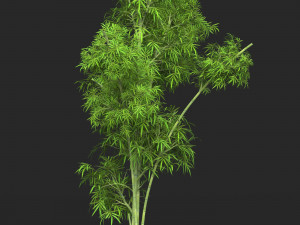 Realistic Game Ready Bamboo Tree Collection 3D Модель