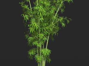 Realistic Game Ready Bamboo Tree Collection 3D Модель