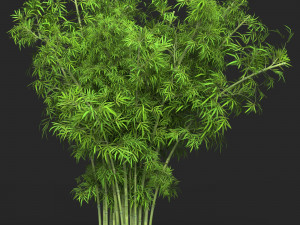Realistic Game Ready Bamboo Tree Collection 3D Модель