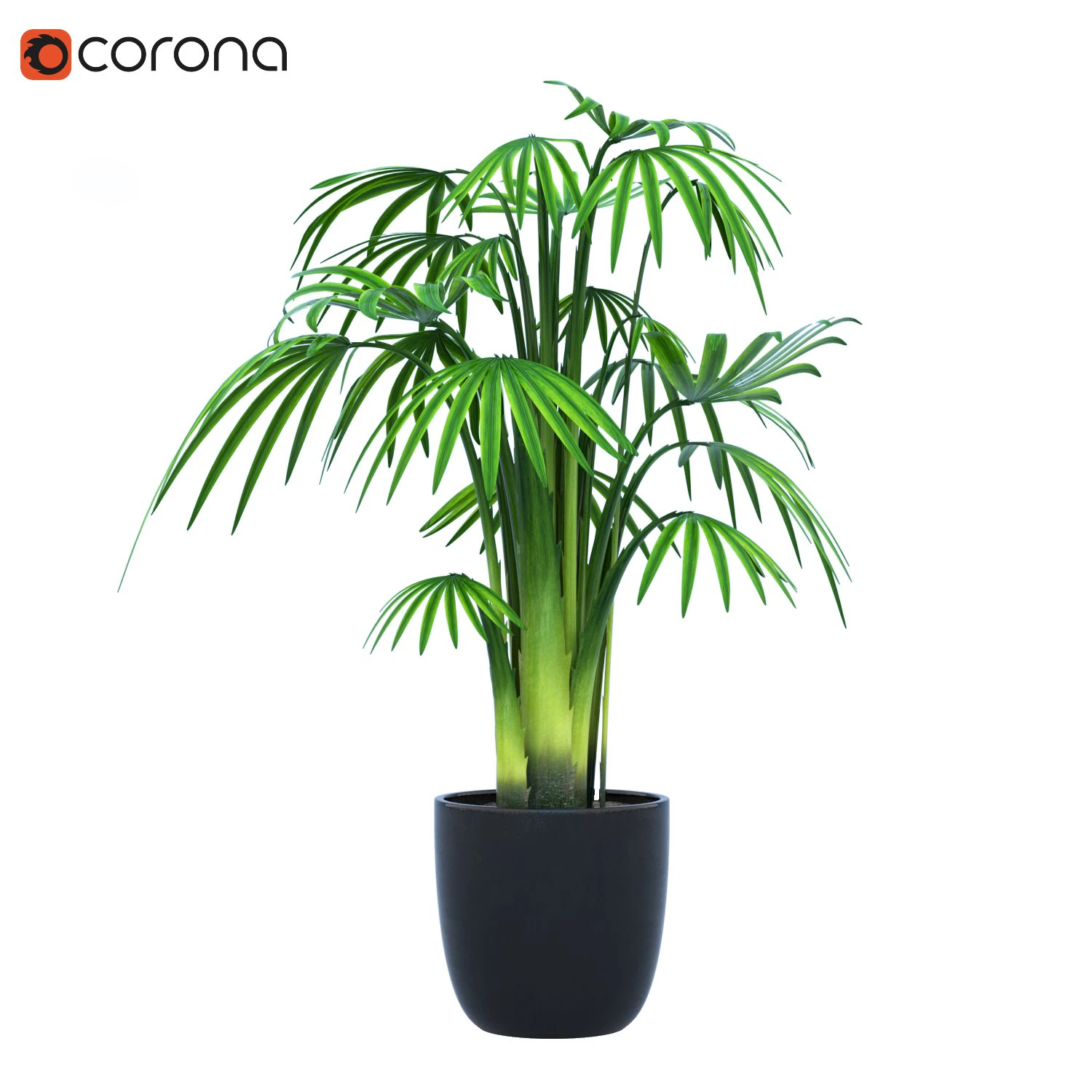 palm plants 3D Model .c4d .max .obj .3ds .fbx .stl .blend 