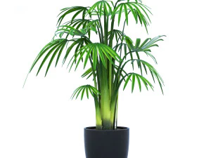 ताड़ के पौधे 3D मॉडल