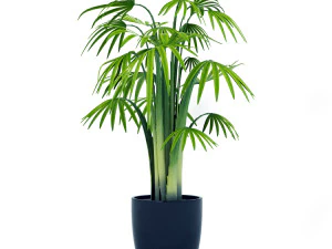 palm plants 3D Model