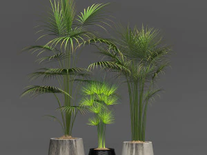 식물 수집 3D 모델