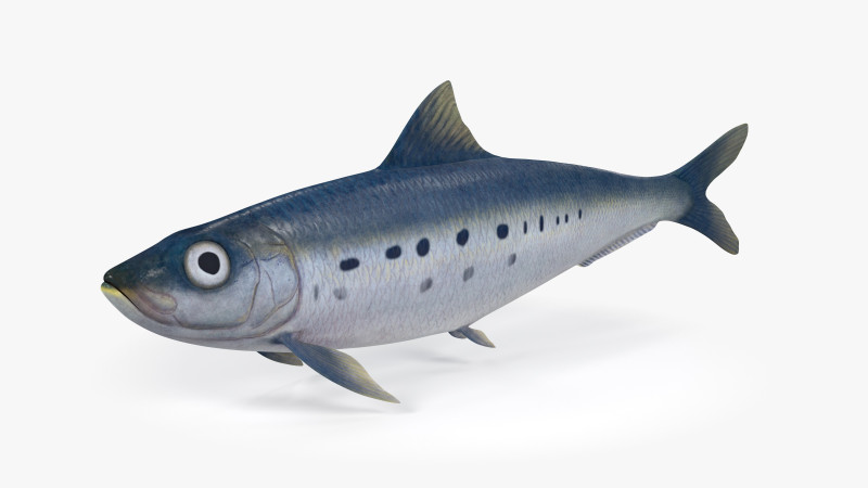 Sardine Fish 3D Model .c4d .max .obj .3ds .fbx .stl .blend 