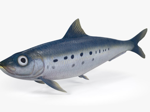 Sardine Fish 3Dモデル