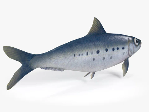 Sardine Fish 3D Model