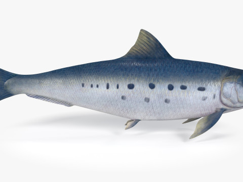 Sardine Fish 3D Model
