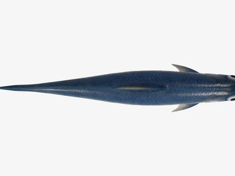 Sardine Fish 3D Model