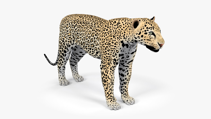 Leopard Modèle 3D .c4d .max .obj .3ds .fbx .stl .blend 
