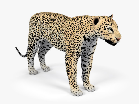Leopard Modelo 3D