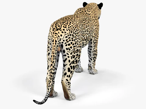 Leopard 3D Model